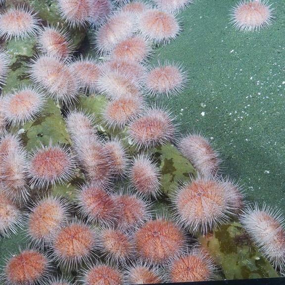 B.C's pink sea urchins are on the move to shallower waters thanks to climate change